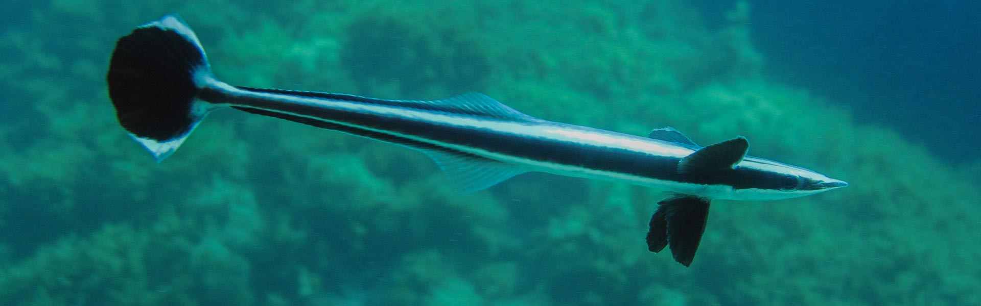 The Common Remora